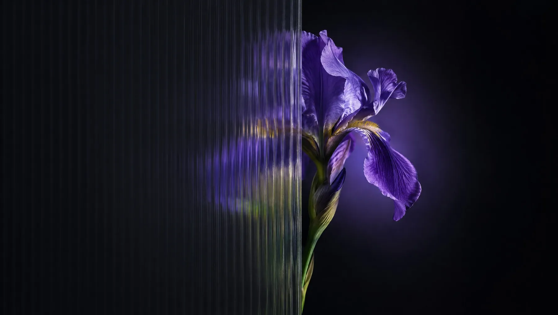 A purple iris in a beam of light, half seen through fluted glass.