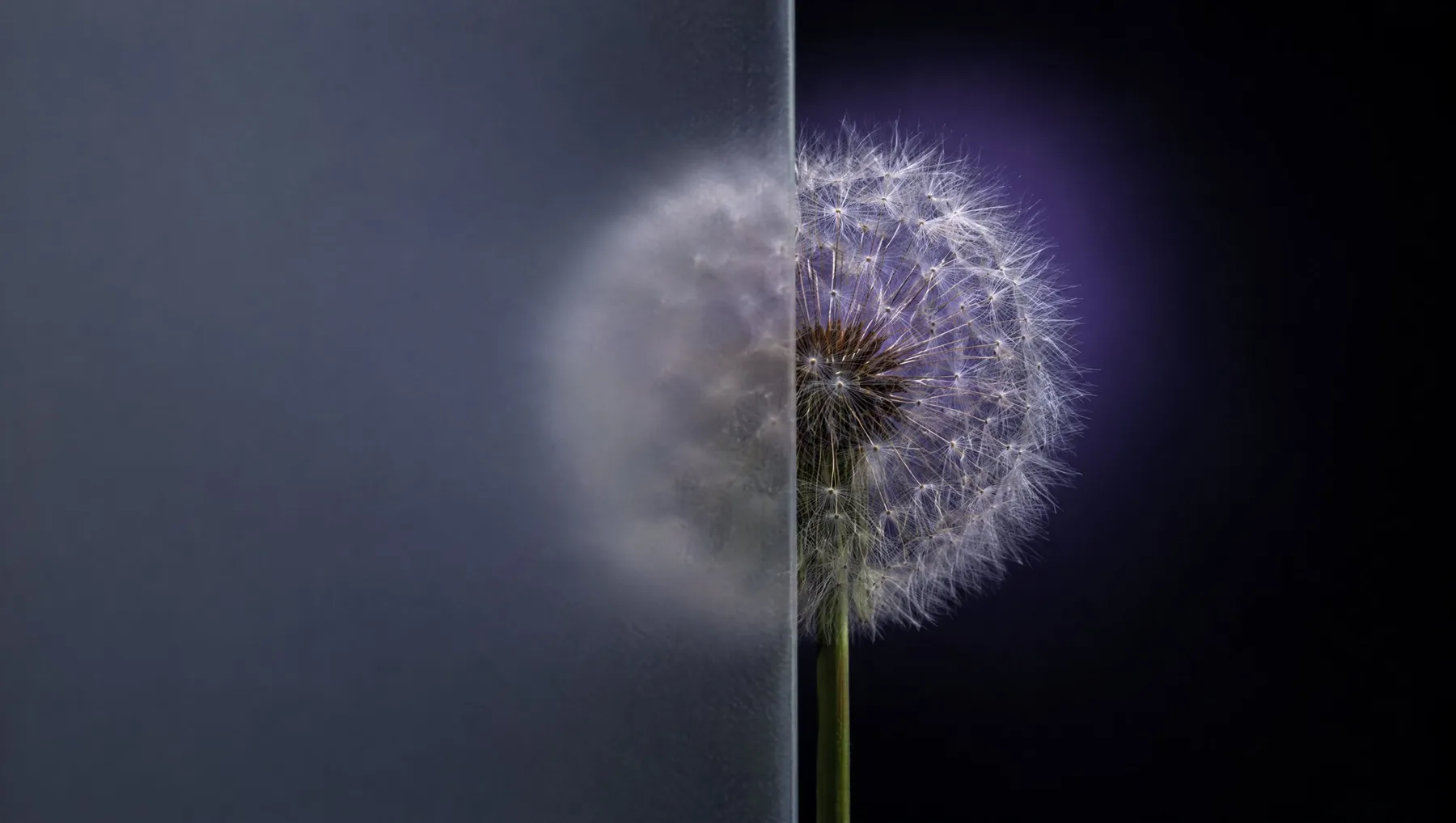 A dandelion seed head, half seen through frosted glass.