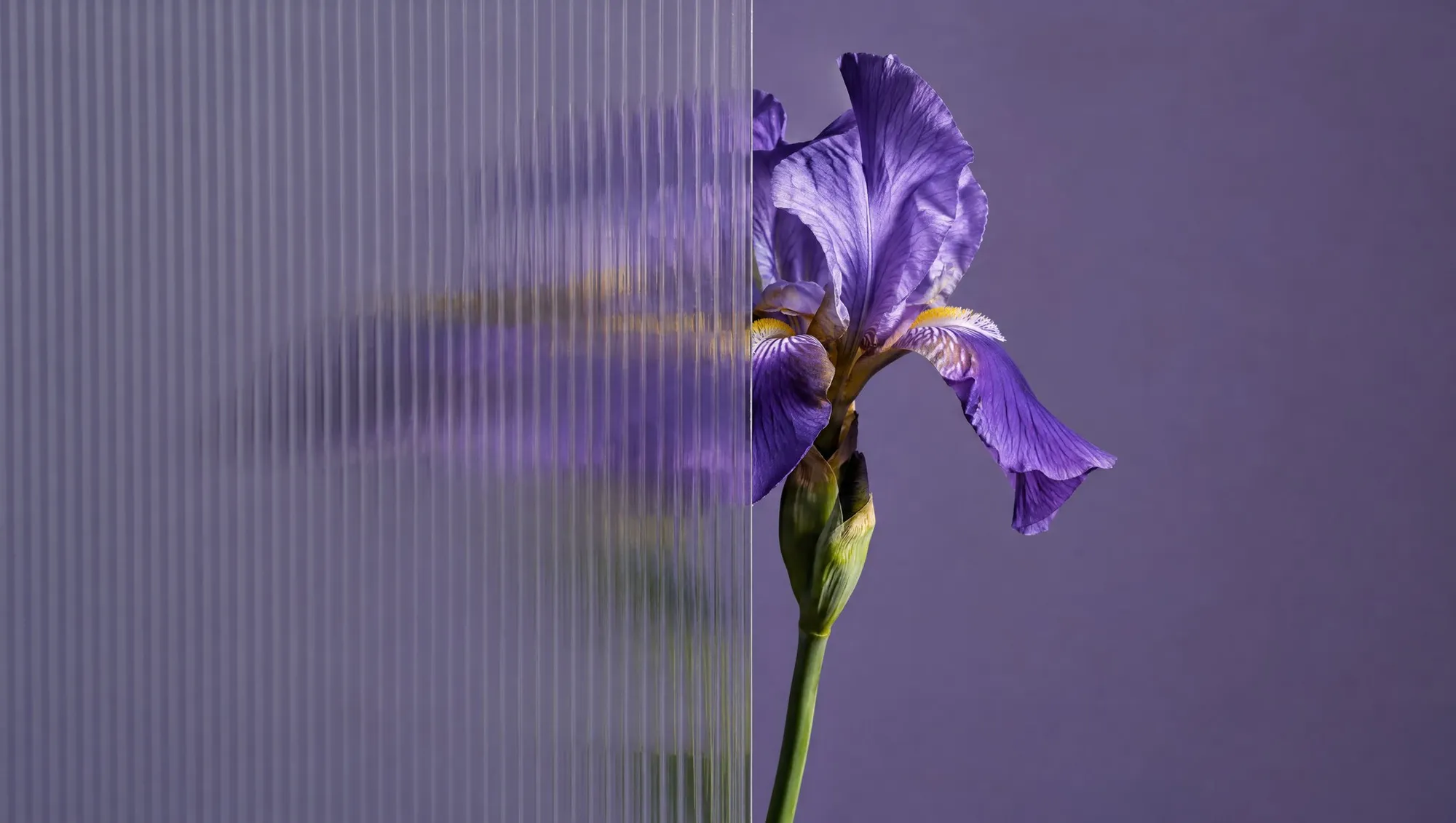 A purple iris in a beam of light, half seen through fluted glass.