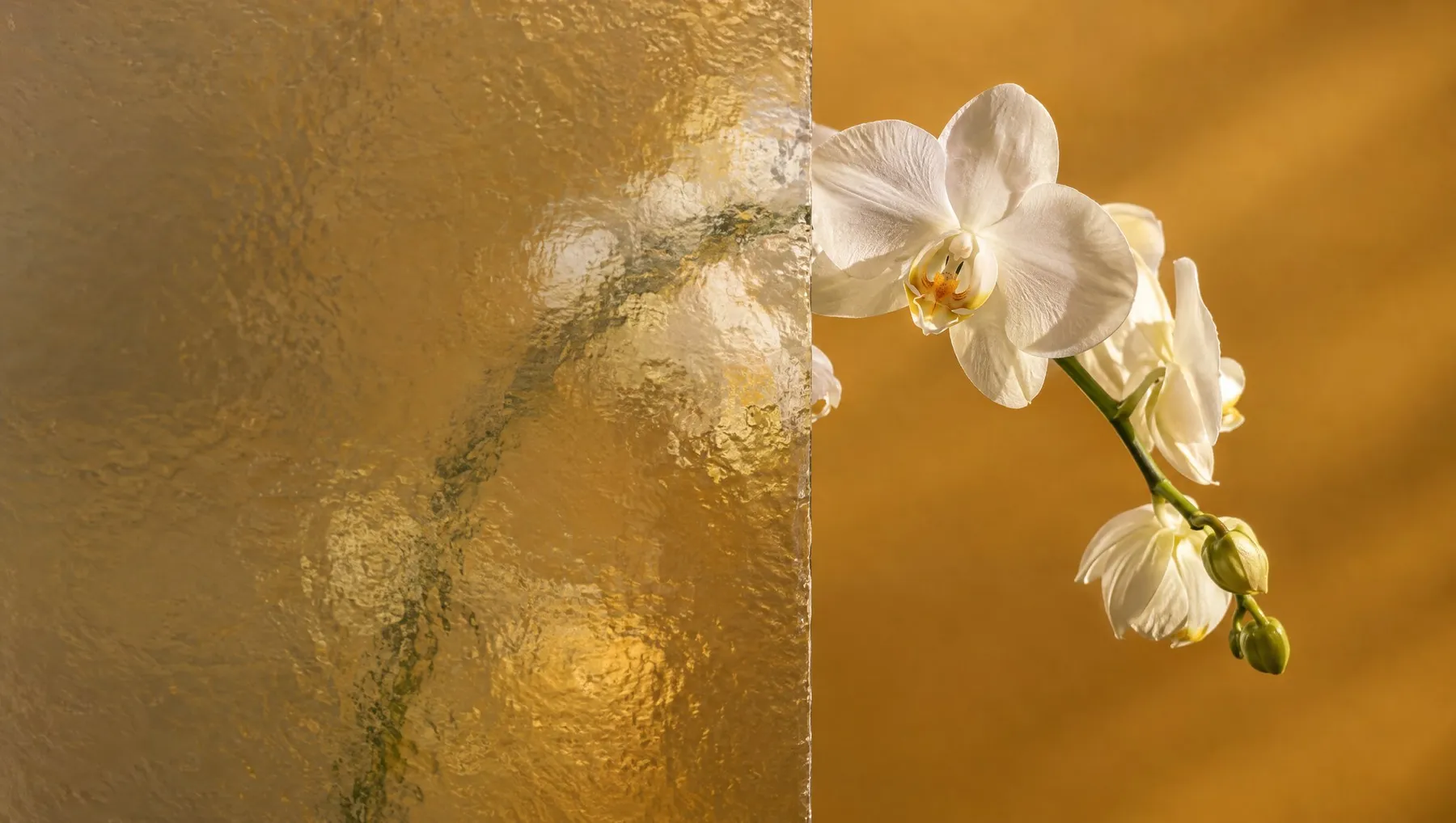 A white orchid stem, half seen through hammered glass.