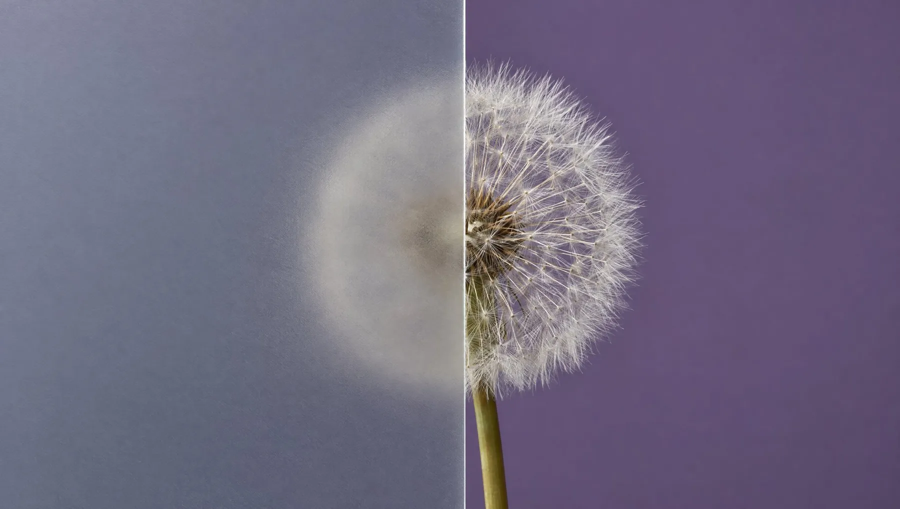 A dandelion seed head, half seen through frosted glass.