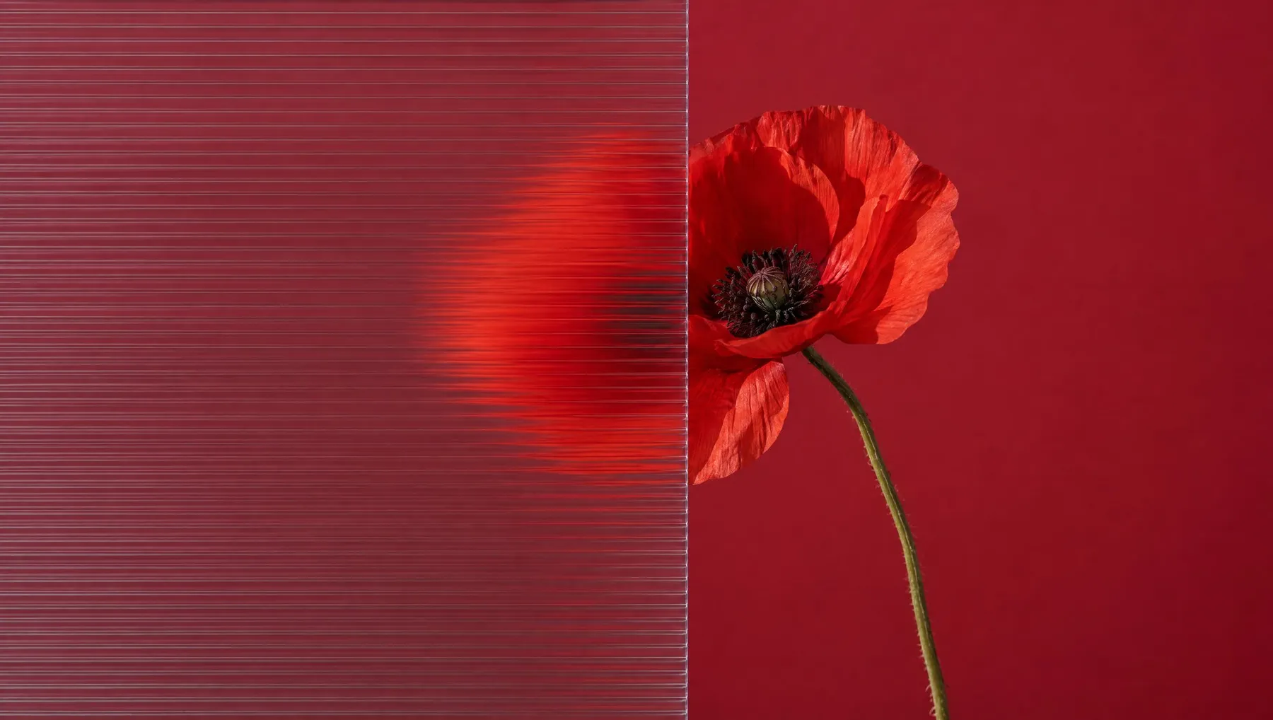 A red poppy in bloom, half seen through ribbed glass.