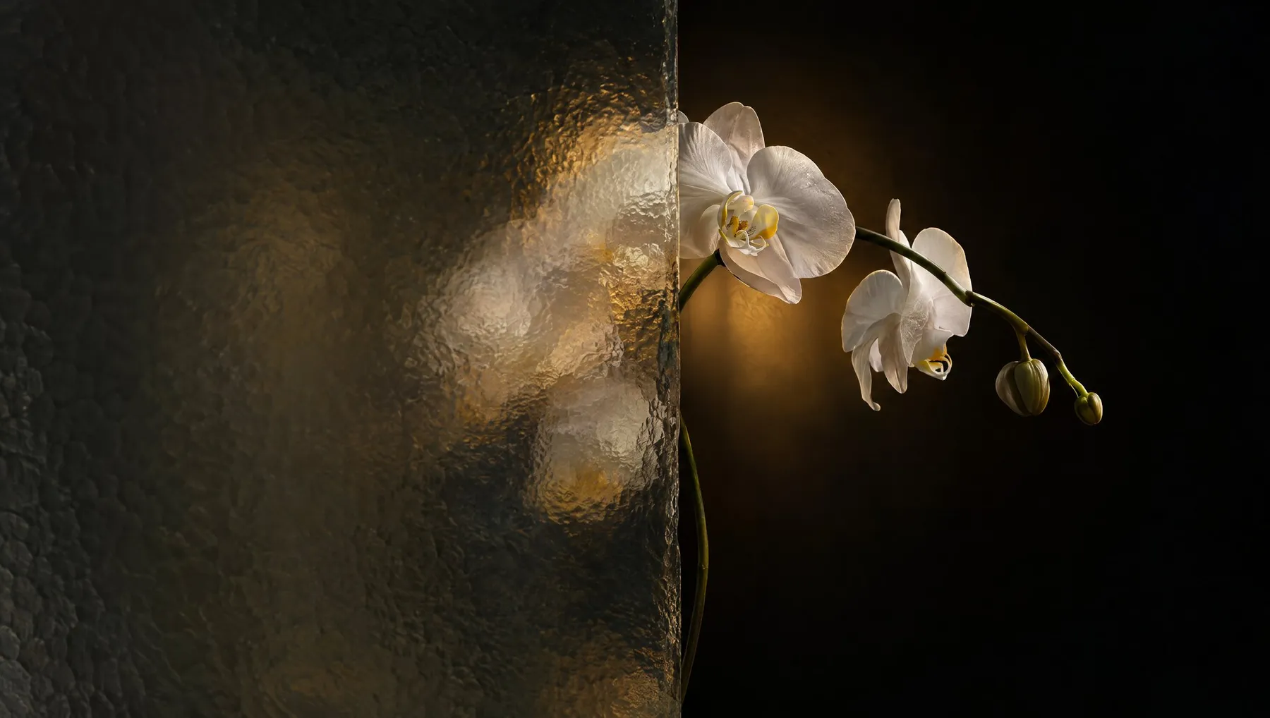 A white orchid stem, half seen through hammered glass.