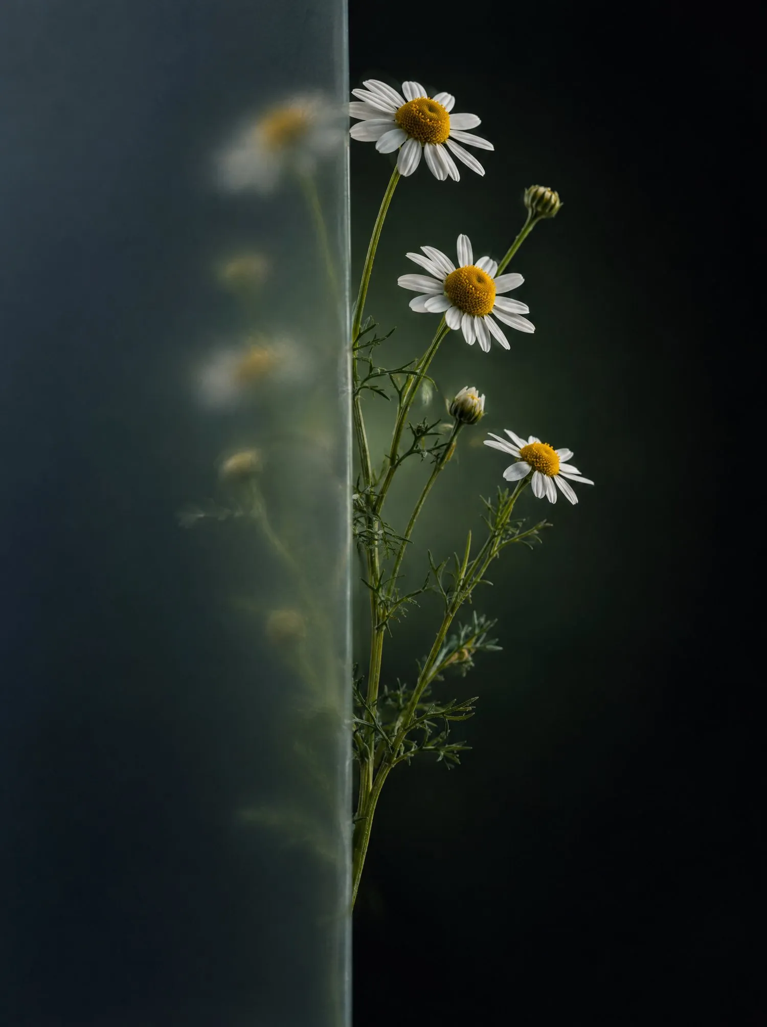 A sprig of chamomile, half behind frosted glass.