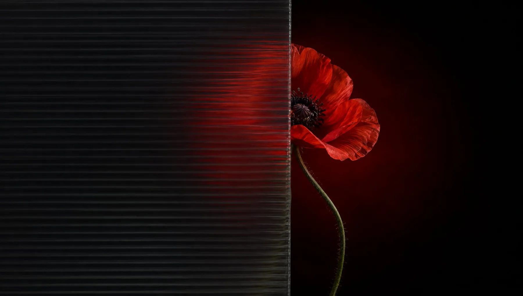 A red poppy in bloom, half seen through ribbed glass.